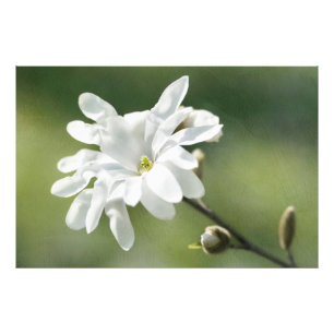White Magnolia Flower Fototryck