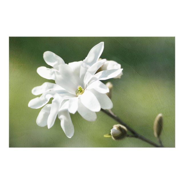 White Magnolia Flower Fototryck (Framsidan)
