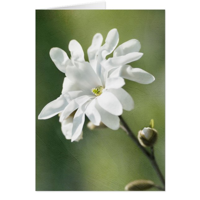 White Magnolia Flower Hälsningskort (Framsidan)
