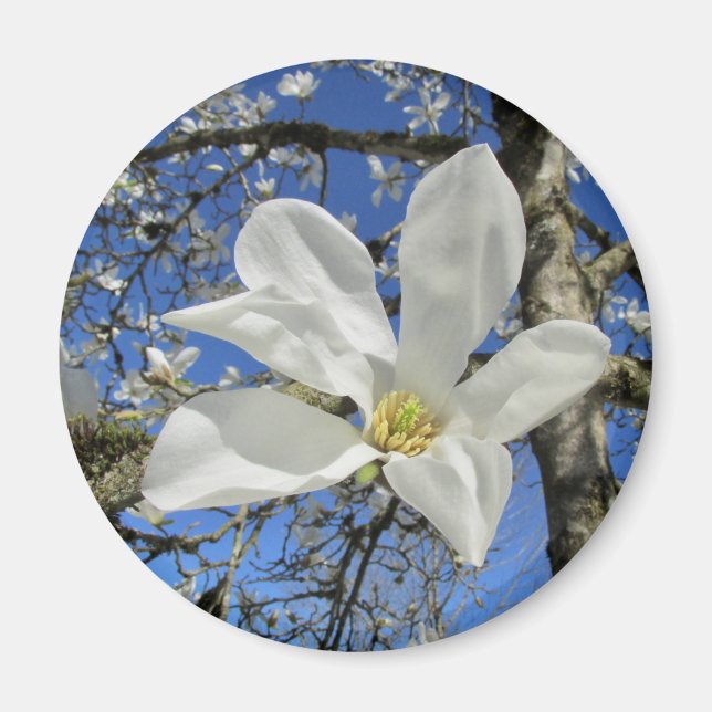 White Magnolia Flower i Träd. Magnet (Framsidan)