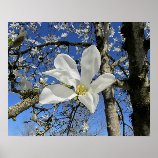 White Magnolia Flower i Träd Poster (Framsidan)