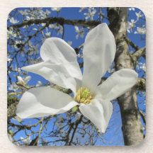 White Magnolia Flower i Träd.