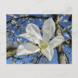 White Magnolia Flower i Träd. Vykort