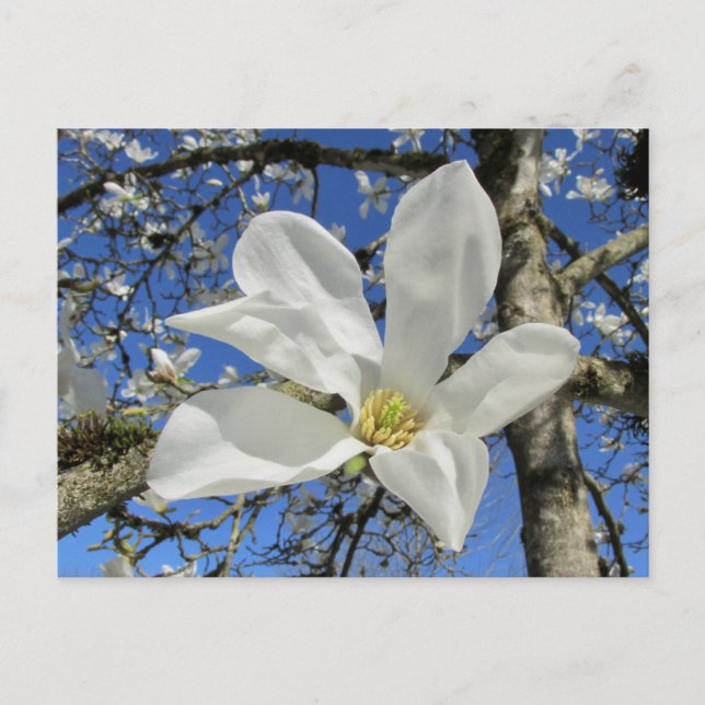 White Magnolia Flower i Träd. Vykort (Framsida)