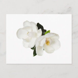 White Magnolia Flower Magnolias Blommigt Flowers Vykort