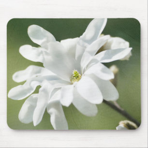 White Magnolia Flower Musmatta