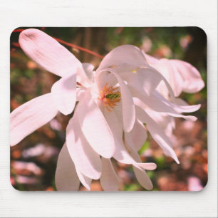 White Magnolia Flower Musmatta