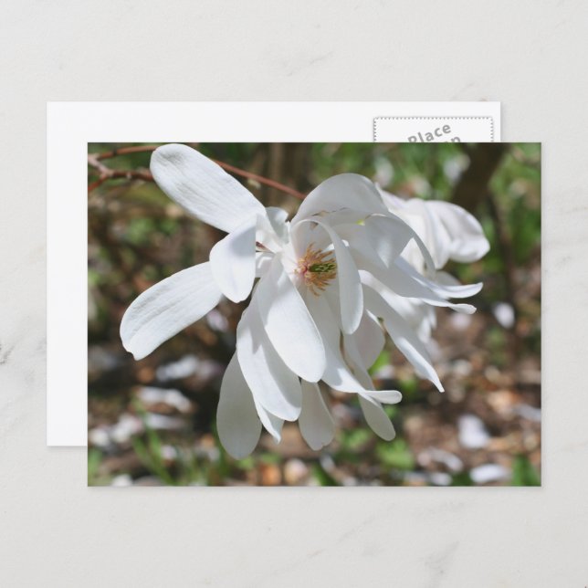 White Magnolia Flower Personalized Vykort (Fram/baksida)