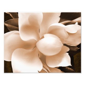 White Magnolia Flower Sepia Black Background Fototryck