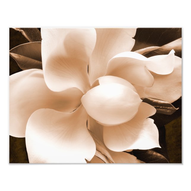 White Magnolia Flower Sepia Black Background Fototryck (Framsidan)