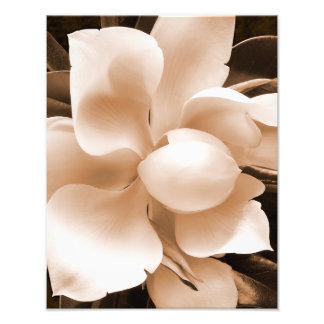 White Magnolia Flower Sepia Black Background Fototryck