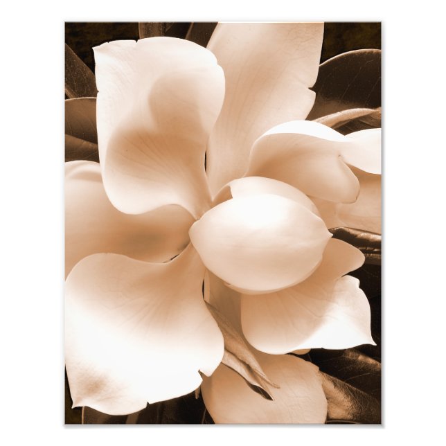 White Magnolia Flower Sepia Black Background Fototryck (Framsidan)