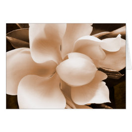 White Magnolia Flower Sepia Black Background OBS Kort