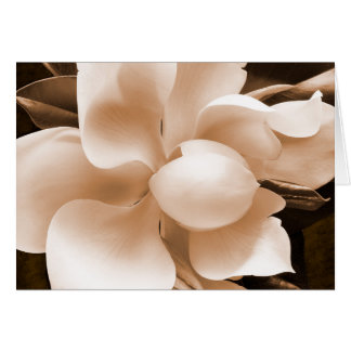 White Magnolia Flower Sepia Black Background OBS Kort
