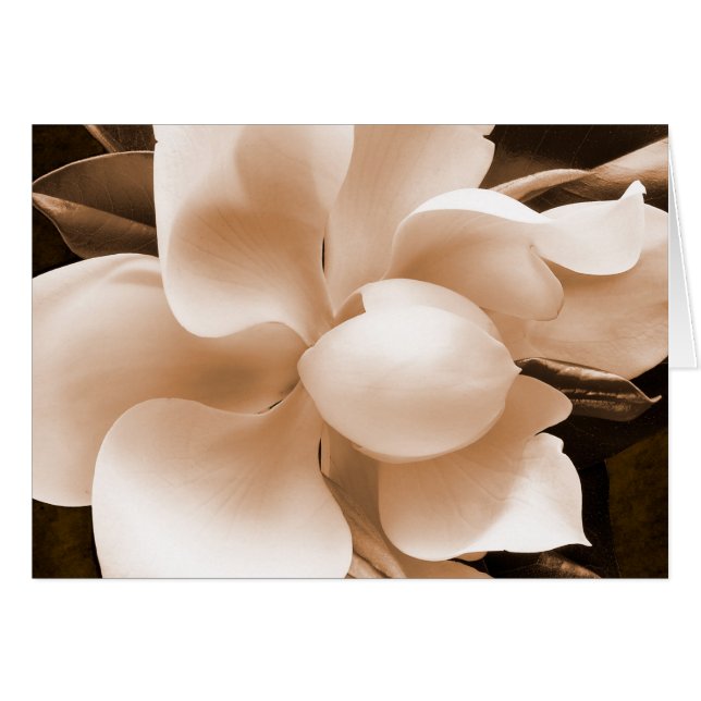 White Magnolia Flower Sepia Black Background OBS Kort (Framsidan Horizontal)