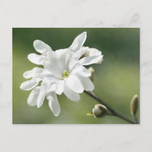 White Magnolia Flower Vykort