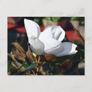 White Magnolia Flower Vykort