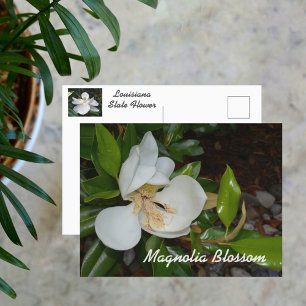 White Magnolia Louisiana State Flower Photographic Vykort