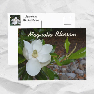 White Magnolia Louisiana State Flower Photographic Vykort