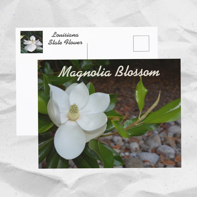 White Magnolia Louisiana State Flower Photographic Vykort (Skapare uppladdad)