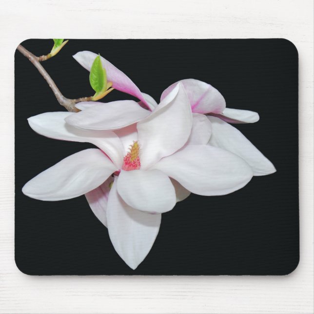 White Magnolia Musmatta (Framsidan)