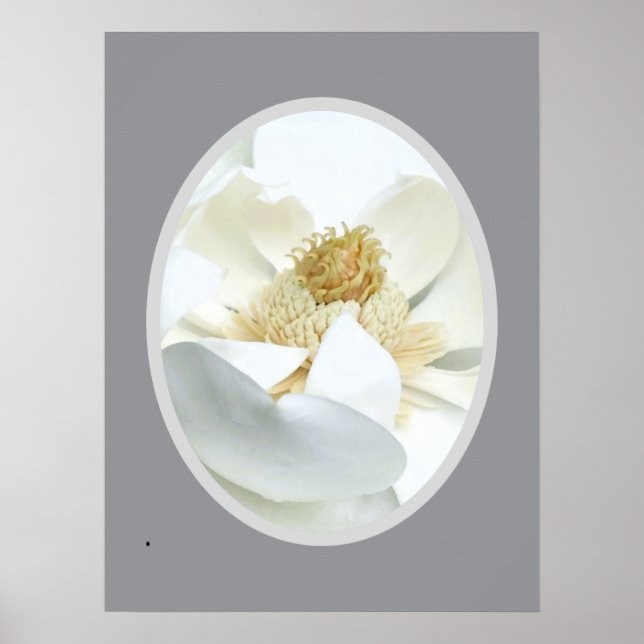                          White Magnolia            Poster (Framsidan)
