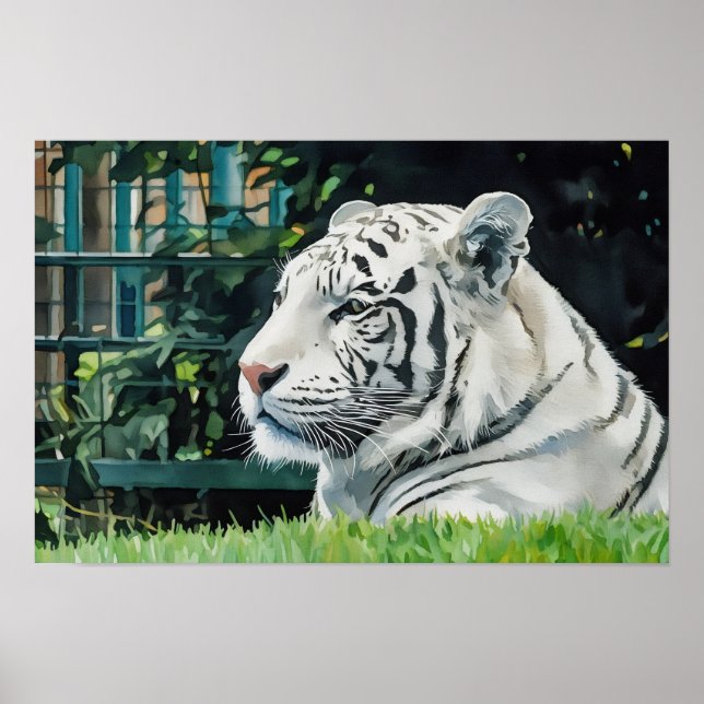 White Majesty - Resting Tiger Wildlife Poster (Framsidan)