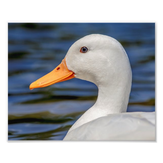 White Mallard Anka Fototryck (Framsidan)