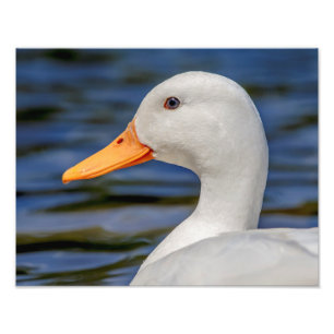 White Mallard Anka Fototryck