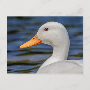 White Mallard Anka Vykort