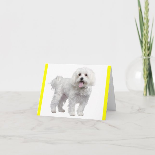 White Maltese Puppy Hund Blank Gult Notecard Kort (Framsida)