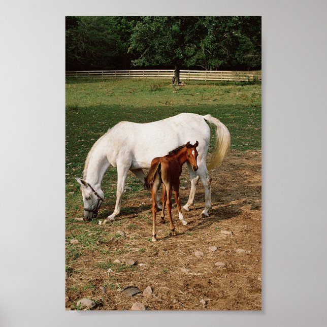 White Mare with Chestnut Foal Poster (Framsidan)