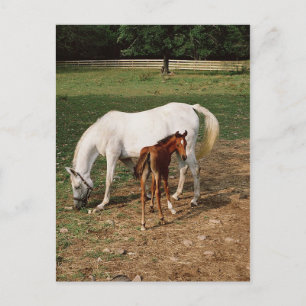 White Mare with Chestnut Foal Vykort