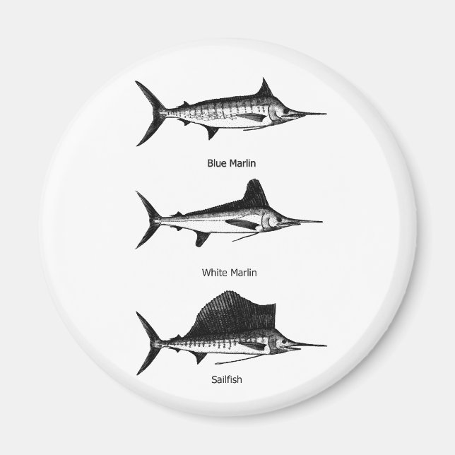 White Marlin - Blue Marlin - Sailfish Logotyp Magnet (Framsidan)