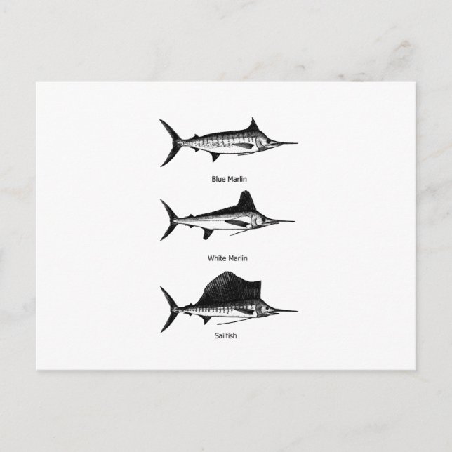 White Marlin - Blue Marlin - Sailfish Logotyp Vykort (Framsida)
