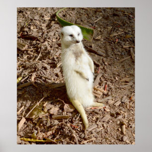 White Meerkat i Sol. Poster