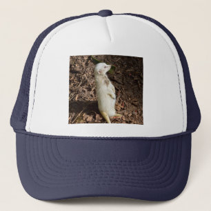 White Meerkat Permanent, Truckers Hat Keps