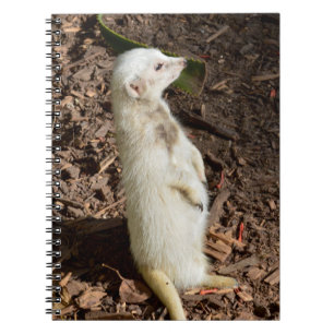 White Meerkat Ställande , bärbar dator Anteckningsbok