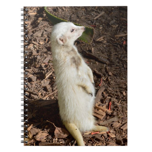 White Meerkat Ställande , bärbar dator Anteckningsbok (Framsidan)
