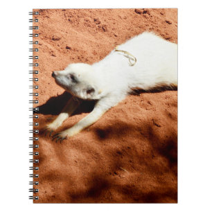 White Meerkat Stretching, bärbar dator Anteckningsbok
