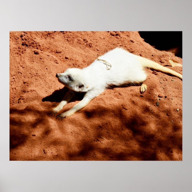 White Meerkat Stretching, Poster (Framsidan)