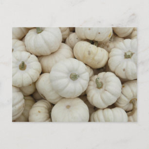 White Mini Pumpkins Vykort