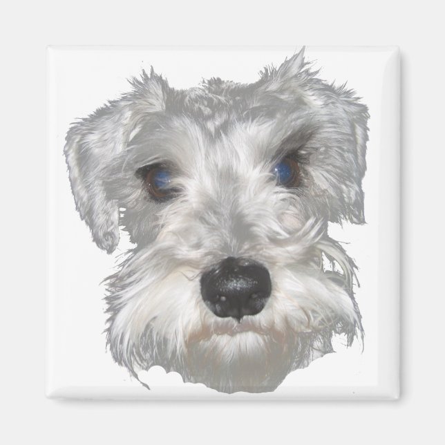 White Miniature Schnauzer Magnet (Framsidan)