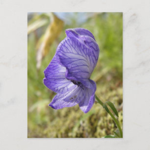 White Monkshood, Unalaska Island Vykort