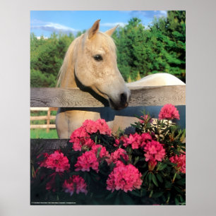 White Morgan Arabian Mare Vild Horse with Flowers Poster