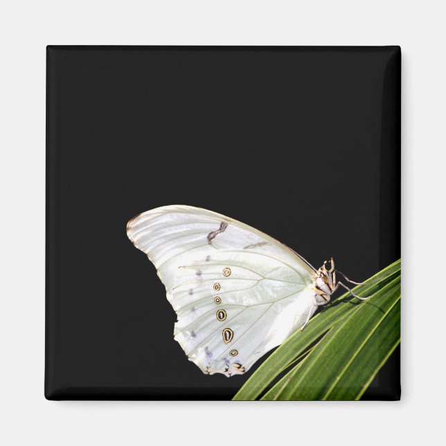 White Morpho-fjäril på löv Magnet (Framsidan)