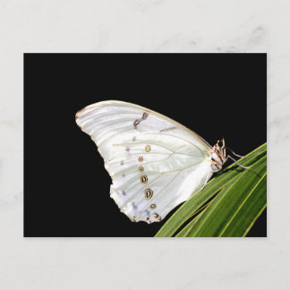 White Morpho-fjäril på löv Vykort