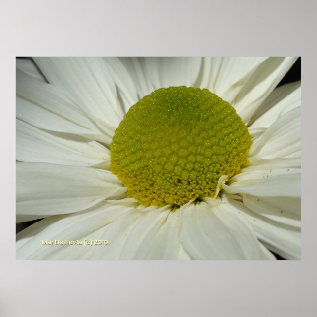 White Morsa Poster (Framsidan)