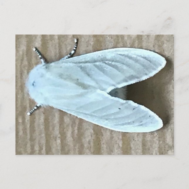 White Moth Kryp Vykort (Framsida)