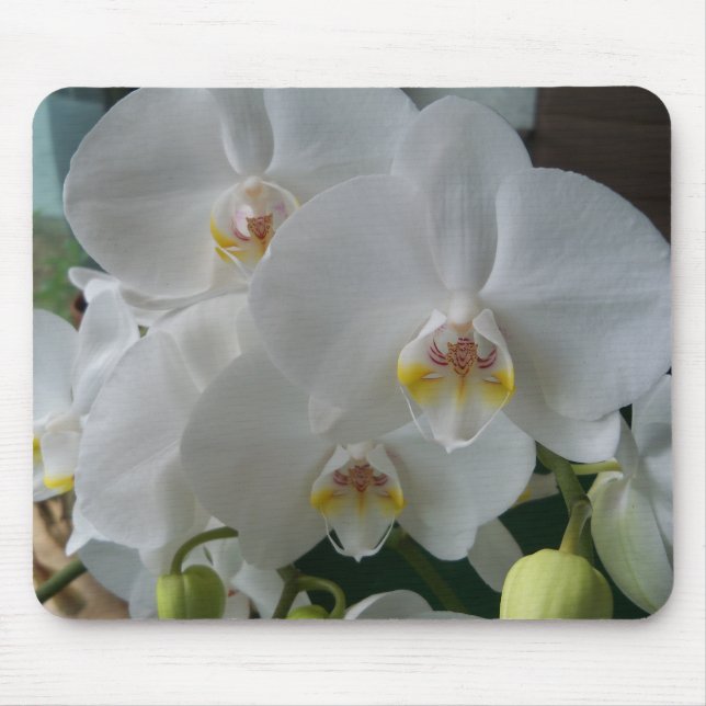 White Moth Orchids på en munspad Musmatta (Framsidan)